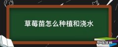 草莓幼苗怎么种植和浇水 草莓苗怎么种植和浇水