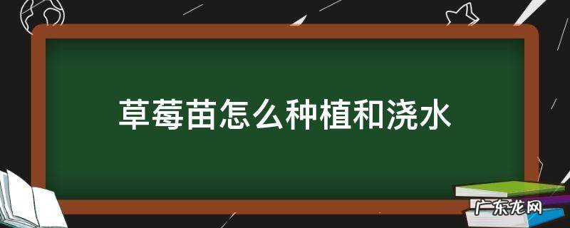 草莓幼苗怎么种植和浇水 草莓苗怎么种植和浇水