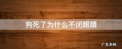狗死了为什么不闭眼睛 狗狗死了为什么不闭眼睛