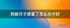 坐月子感冒怎么办才好 狗做月子感冒了怎么办才好