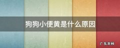 狗狗小便很黄是什么原因 狗狗小便黄是什么原因