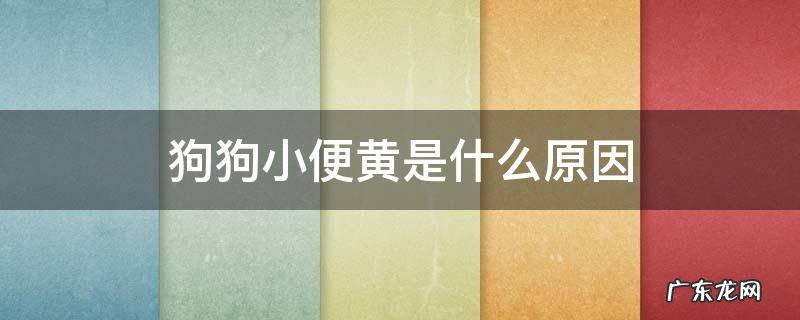 狗狗小便很黄是什么原因 狗狗小便黄是什么原因