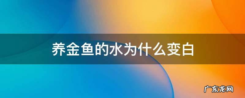 养金鱼的水为什么老是变白 养金鱼的水为什么变白