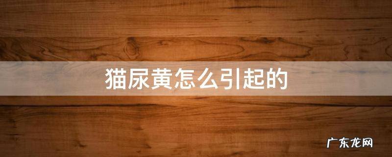 猫尿黄是什么原因引起的 猫尿黄怎么引起的