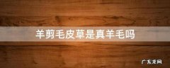羊剪毛皮草是真羊毛吗 羊毛皮草和羊剪绒区别