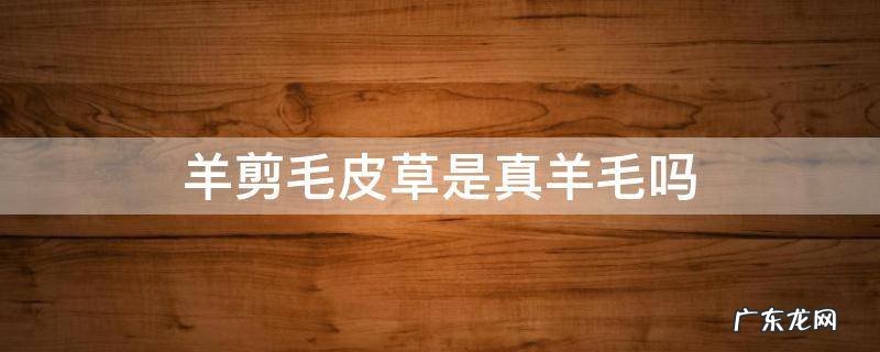 羊剪毛皮草是真羊毛吗 羊毛皮草和羊剪绒区别