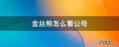 金丝熊怎么看公母 金丝熊怎么判断公母