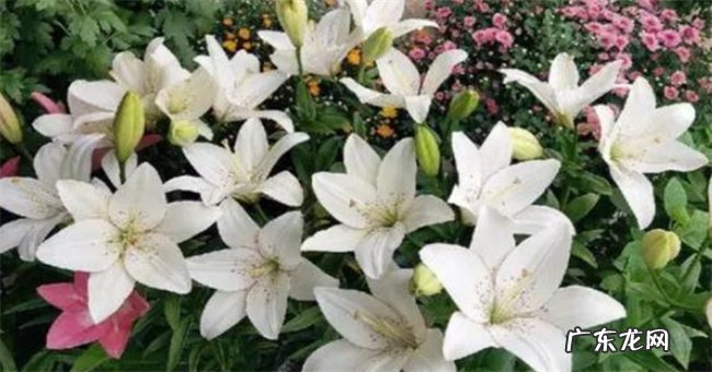 百合种植期间怎么浇水 百合怎么过冬
