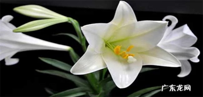 食用百合怎么种植 百合种植技巧 注意事项