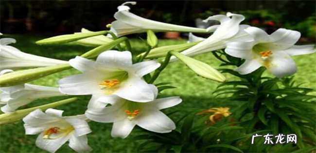 食用百合怎么种植 百合种植技巧 注意事项