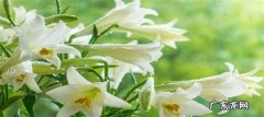 食用百合怎么种植 百合种植技巧 注意事项