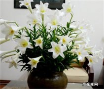百合的科属分类 百合有哪些营养价值