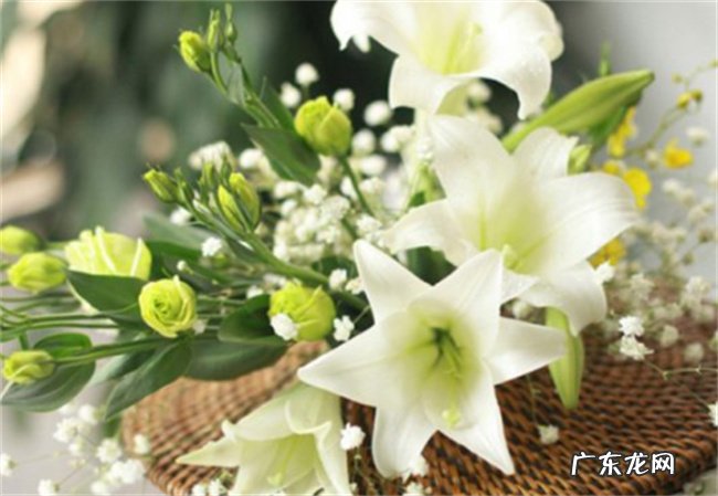 百合夏季怎么养:适当遮阴