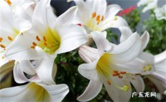 百合夏季怎么养：适当遮阴