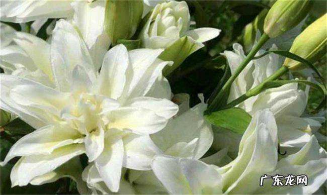 百合夏季怎么养:适当遮阴