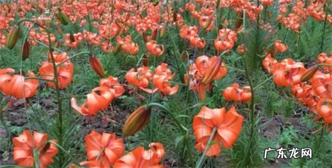 兰州百合种植技巧怎么样 附种植管理