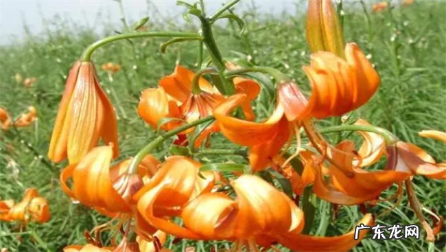 兰州百合种植技巧怎么样 附种植管理