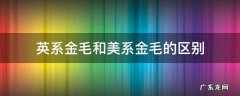 英系金毛与美系金毛的区别 英系金毛和美系金毛的区别