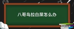 八哥鸟拉白屎怎么办 八哥鸟拉白屎吃什么药