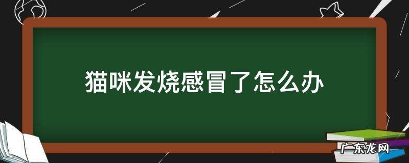 猫咪感冒引起的发烧怎么办 猫咪发烧感冒了怎么办