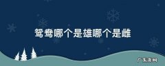 鸳鸯是雄还是雌 鸳鸯哪个是雄哪个是雌