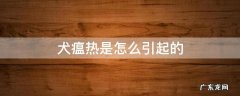 犬瘟热是怎么回事 犬瘟热是怎么引起的