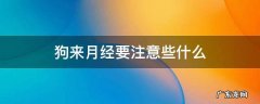 狗来月经注意事项 狗来月经要注意些什么