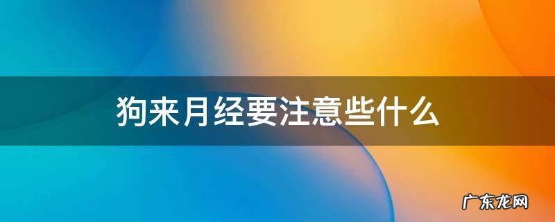 狗来月经注意事项 狗来月经要注意些什么