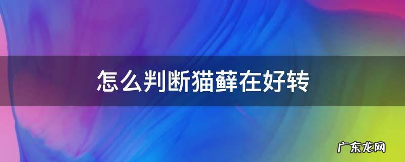 猫藓好转的迹象是什么 怎么判断猫藓在好转