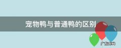 宠物鸭与普通鸭的区别 宠物鸭与普通鸭的区别图片