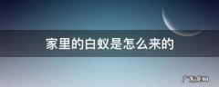 家里有白蚁是什么样子 家里的白蚁是怎么来的