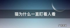 猫为啥一直盯着人看 猫为什么一直盯着人看