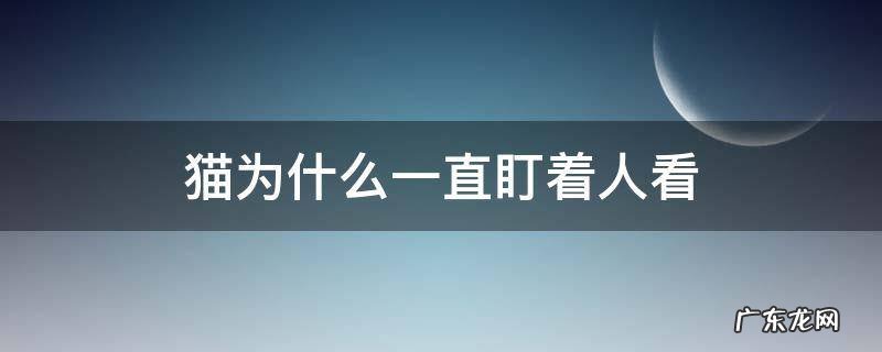 猫为啥一直盯着人看 猫为什么一直盯着人看