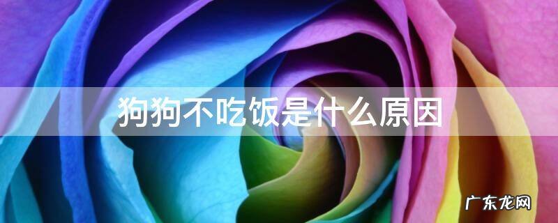 狗狗不吃饭是什么原因 夏天狗狗不吃饭是什么原因